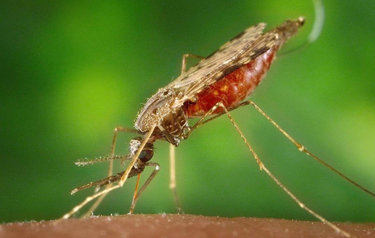 Boletim Epidemiológico Descritivo Malária 